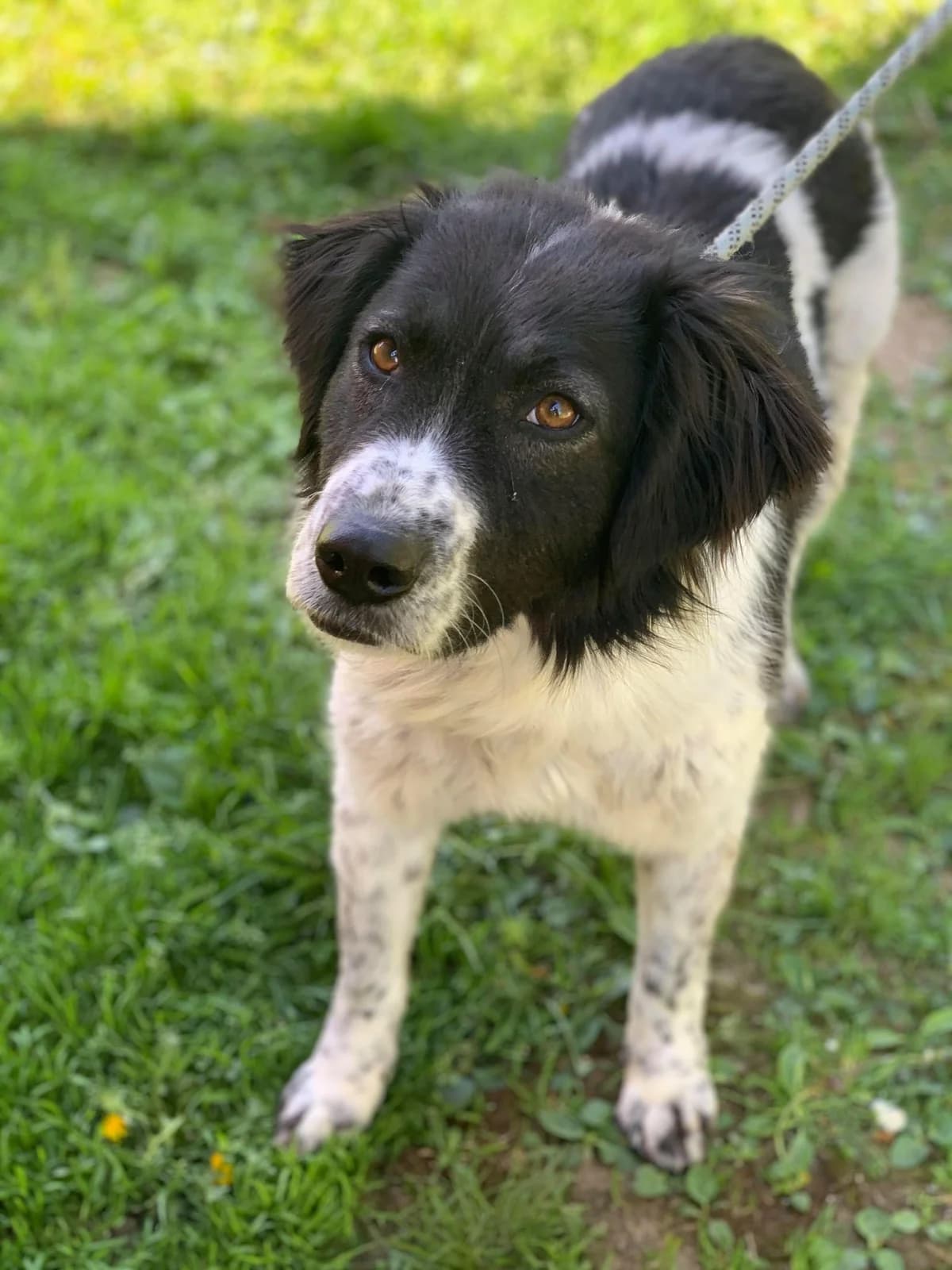 Gina, female senior Mixed Breed for adoption at Anytime for Animals e.V.