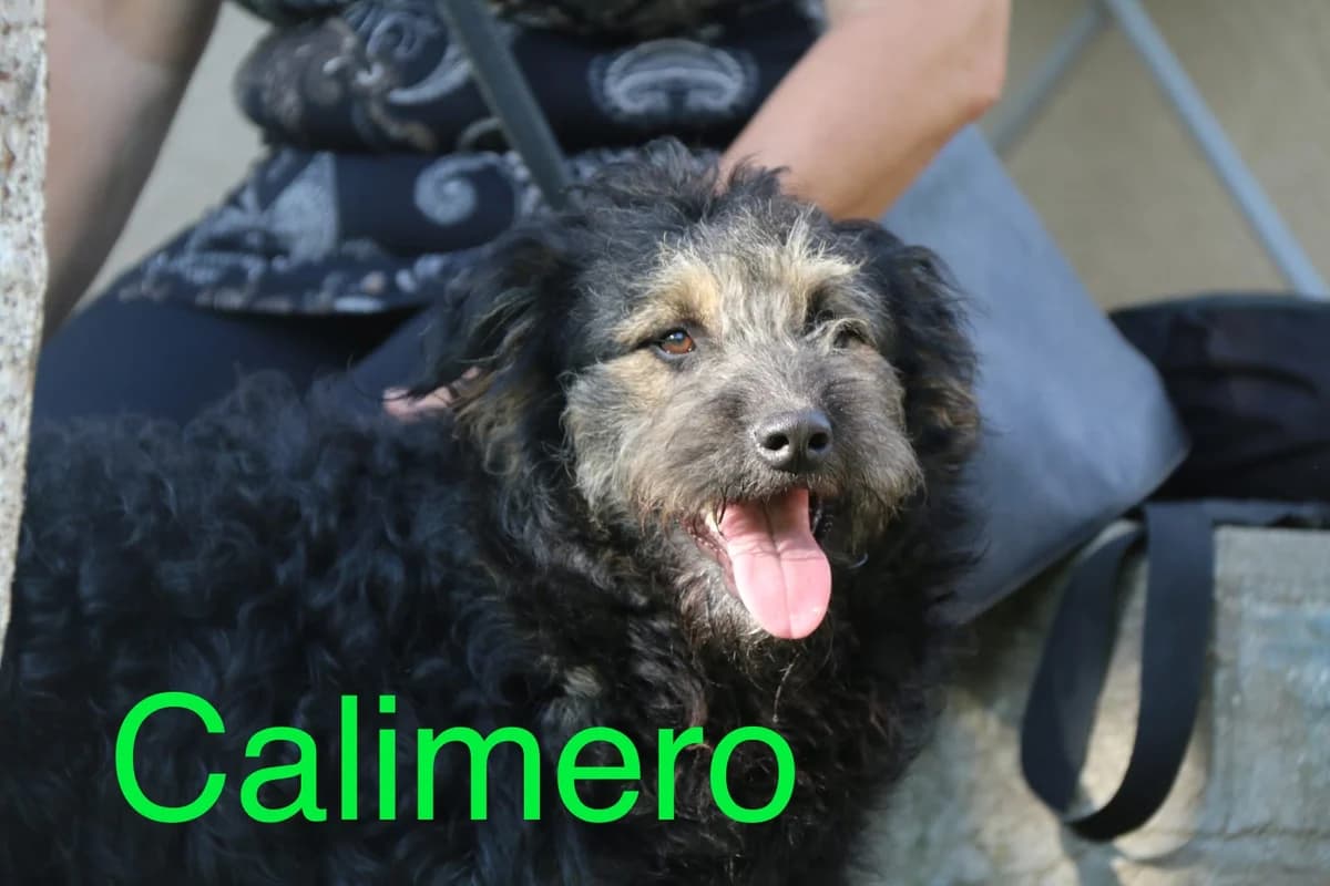 Calimero, male 5yo Mixed Breed for adoption at Anytime for Animals e.V.