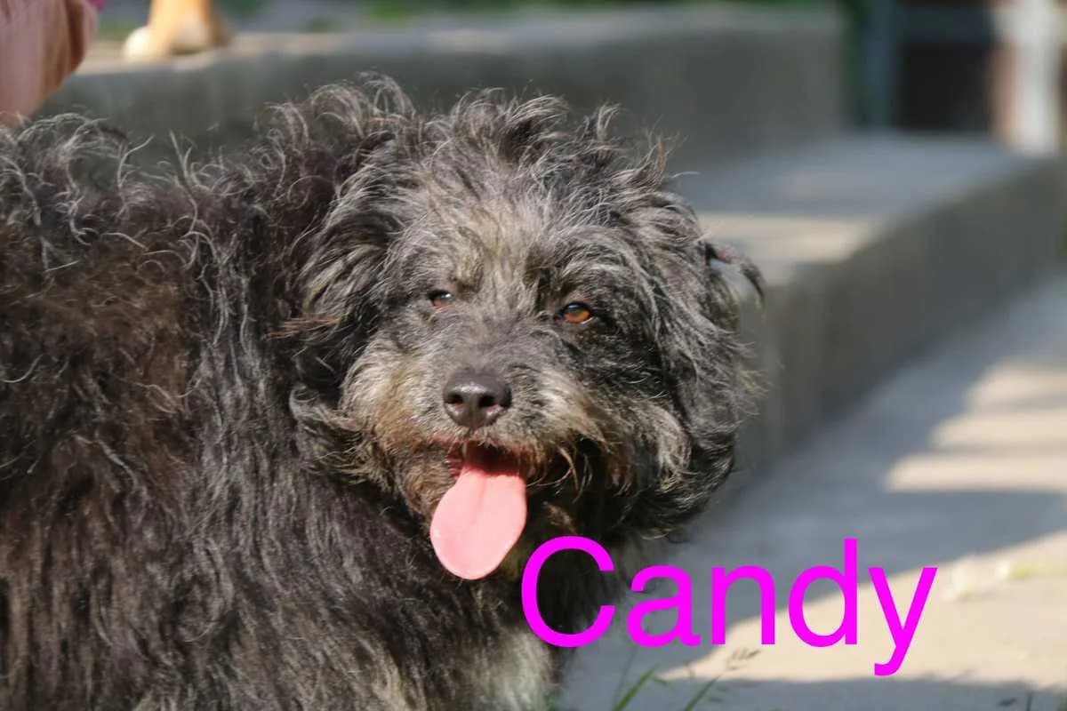 Candy, female 5yo Mixed Breed for adoption at Anytime for Animals e.V.