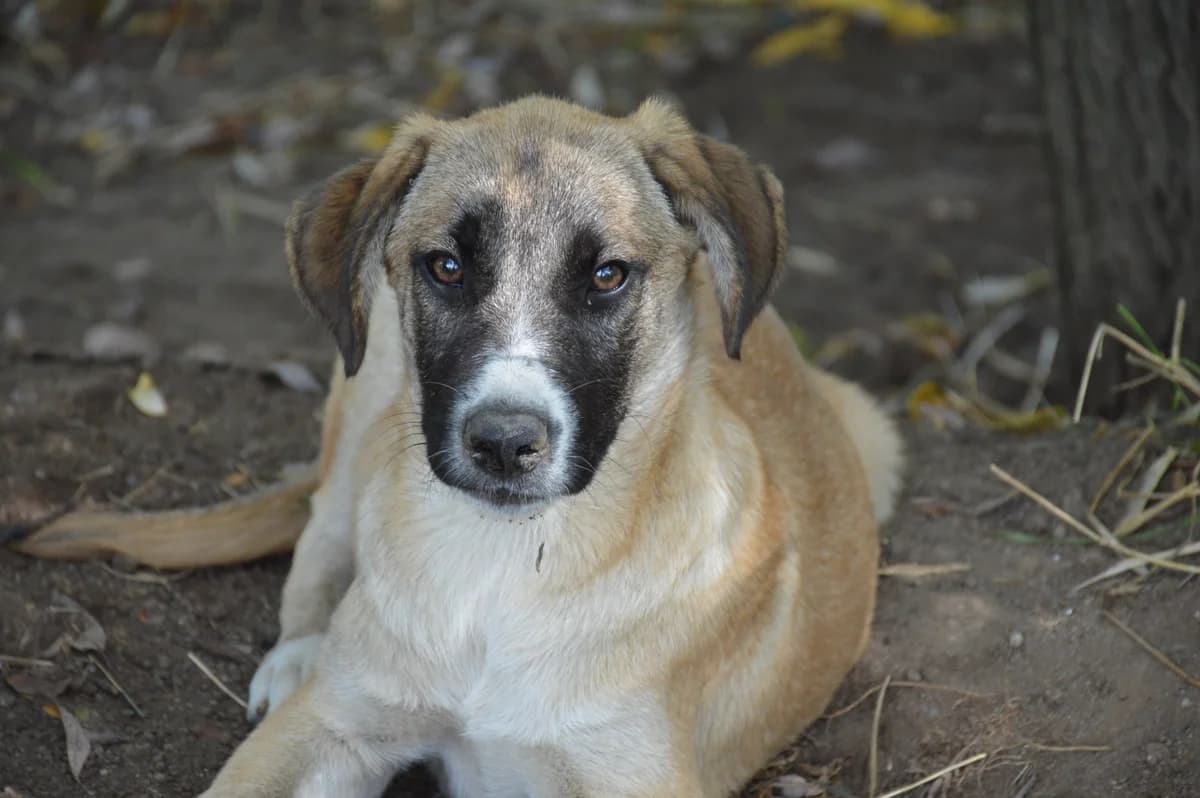 Xaver, male 4yo Mixed Breed for adoption at Anytime for Animals e.V.