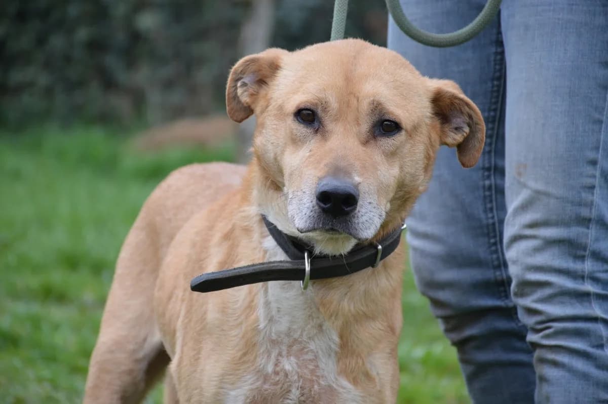 Lumpi, male senior Mixed Breed for adoption at Anytime for Animals e.V.