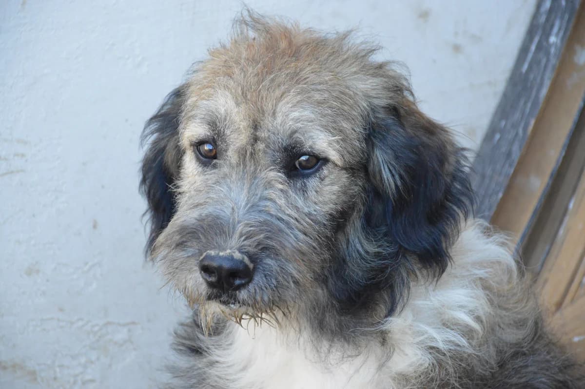 Willy, male 5yo Mixed Breed for adoption at Anytime for Animals e.V.