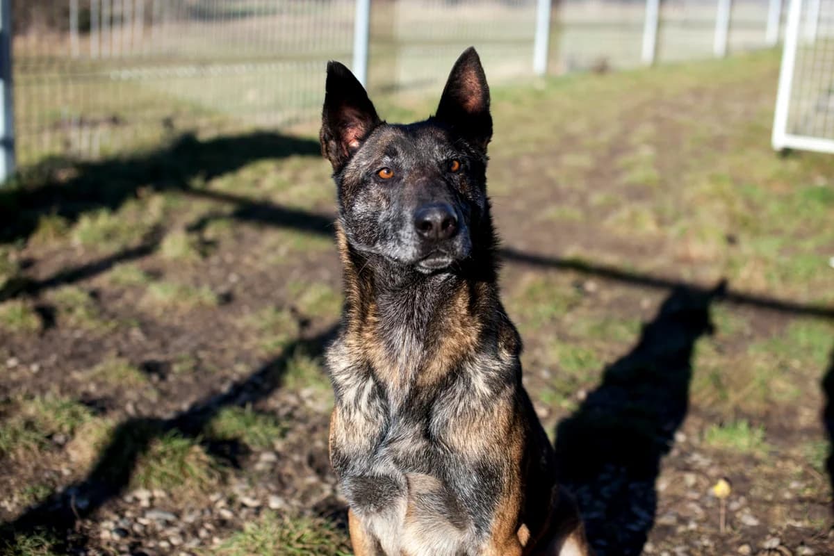 Pablo, male senior Mixed Breed for adoption at Anytime for Animals e.V.