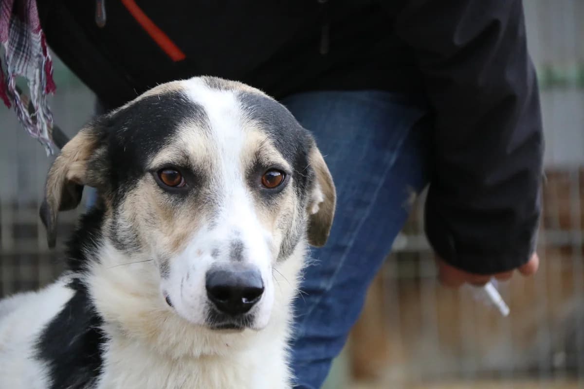 Sadu, male 7yo Mixed Breed for adoption at Anytime for Animals e.V., Großefehn