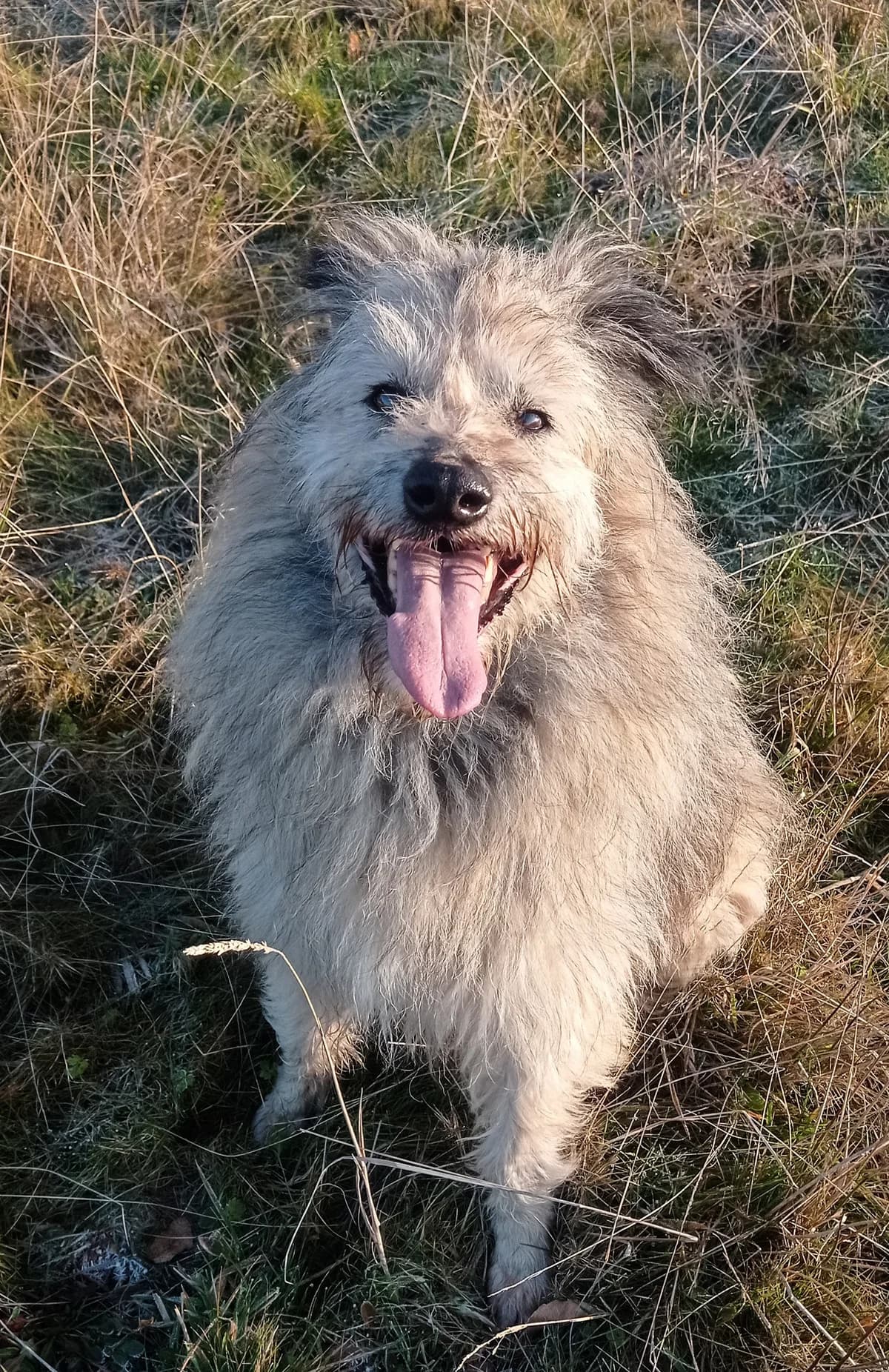 Bruno, senior Mixed Breed for adoption at Anytime for Animals e.V.