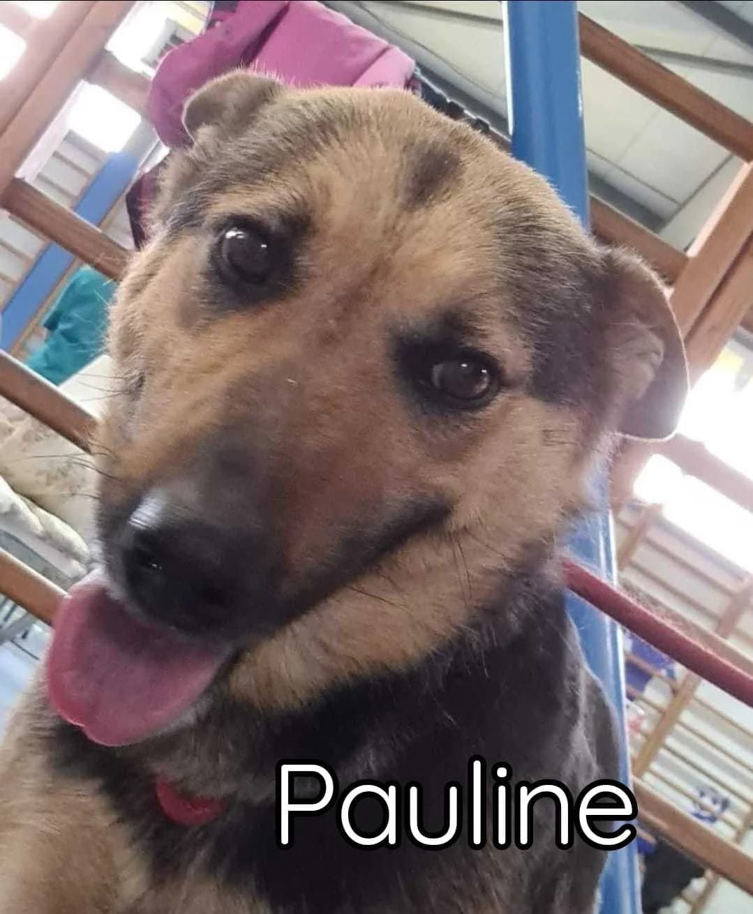 Pauline, female senior Mixed Breed for adoption at Anytime for Animals e.V.