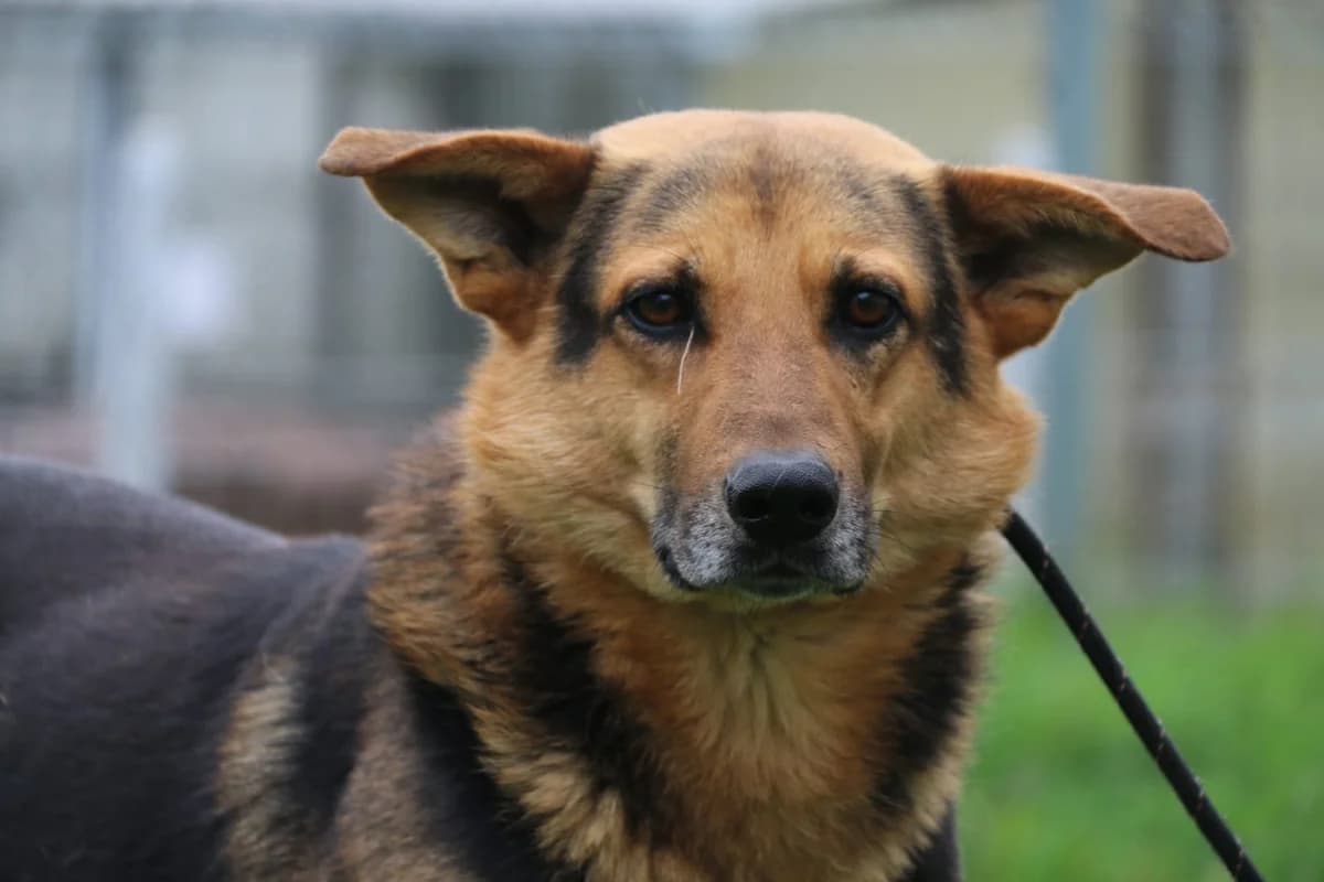 Titus, male 5yo Mixed Breed for adoption at Anytime for Animals e.V.