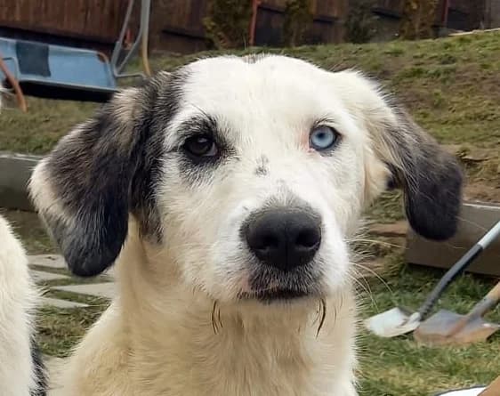 Remy, female 4yo Mixed Breed for adoption at Anytime for Animals e.V.