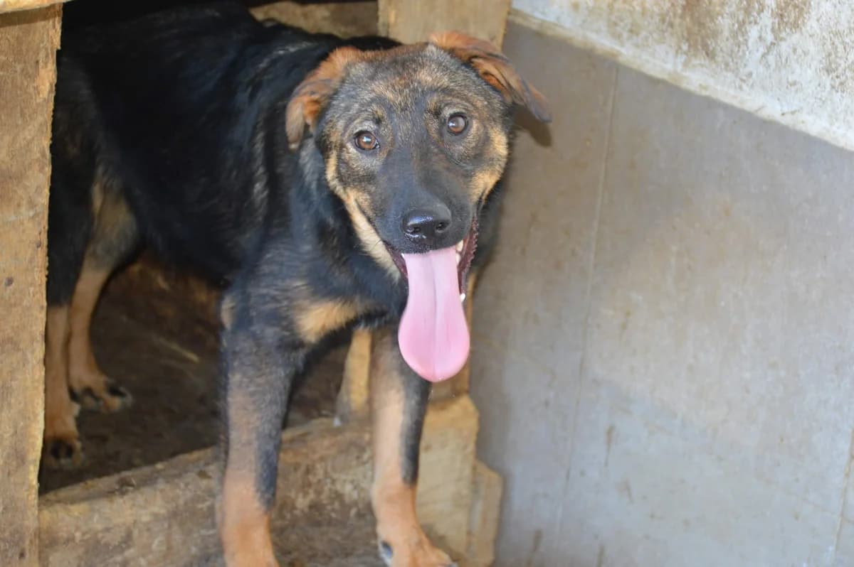 Anton, male Mixed Breed for adoption at Anytime for Animals e.V.