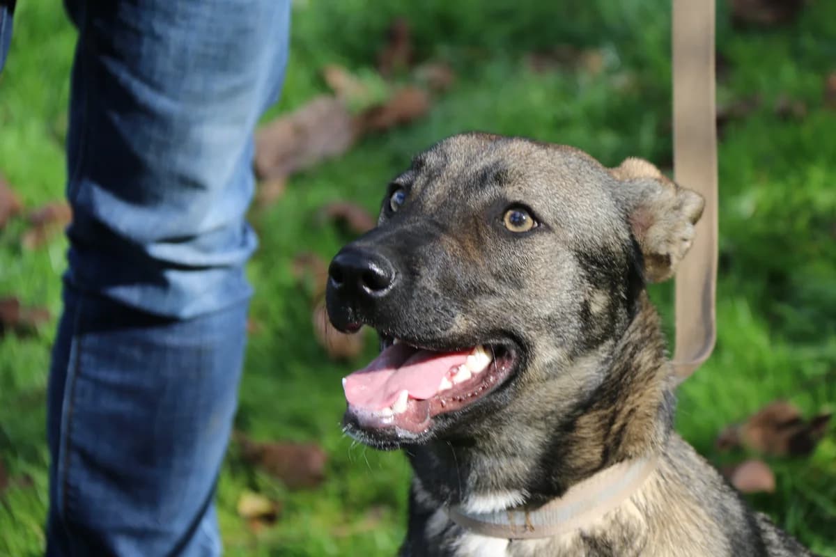 Ruby, female Mixed Breed for adoption at Anytime for Animals e.V.