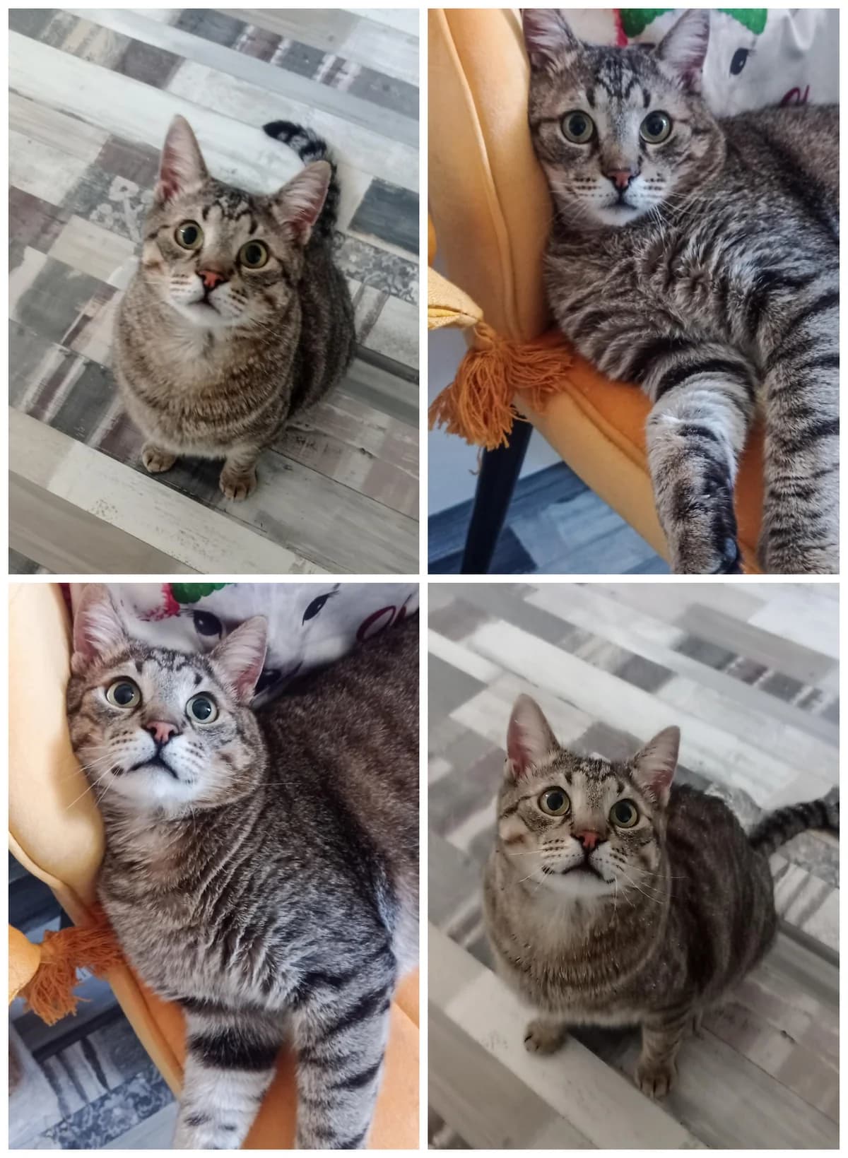 Joy, male 5yo Mixed Breed for adoption at Anytime for Animals e.V.