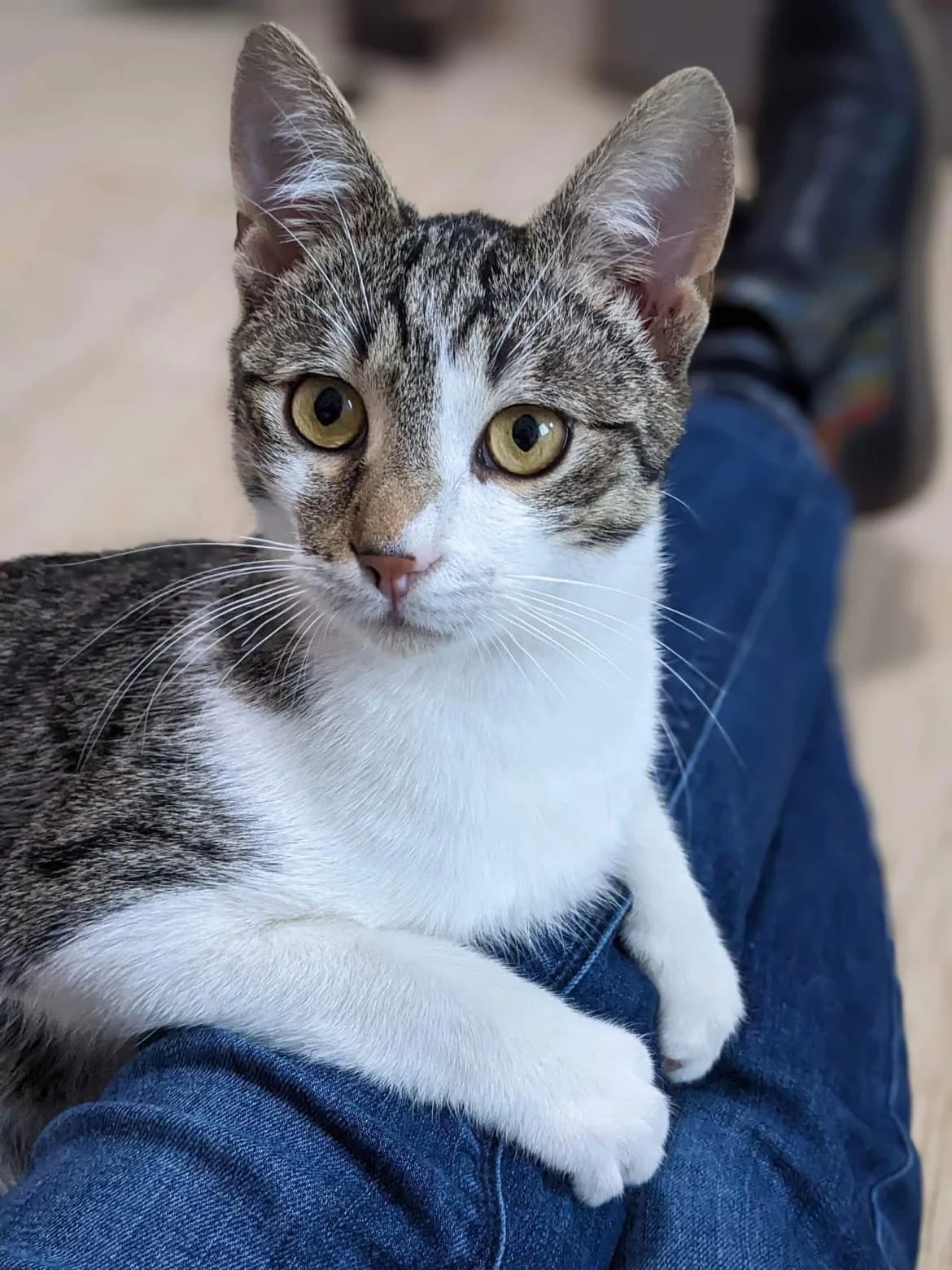 Rambo, male 4yo Mixed Breed for adoption at Anytime for Animals e.V.