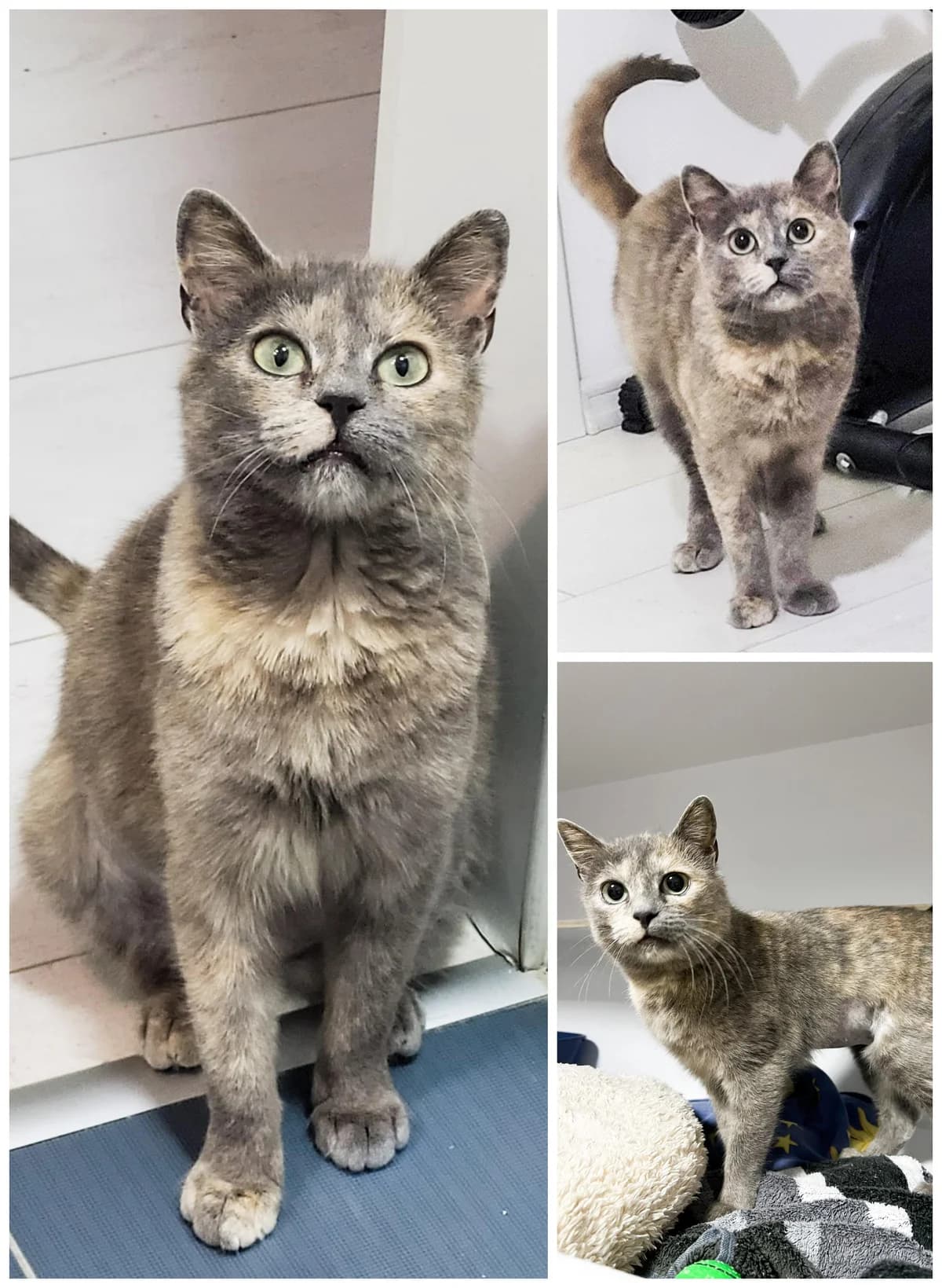 Samira, female 4yo Mixed Breed for adoption at Anytime for Animals e.V.