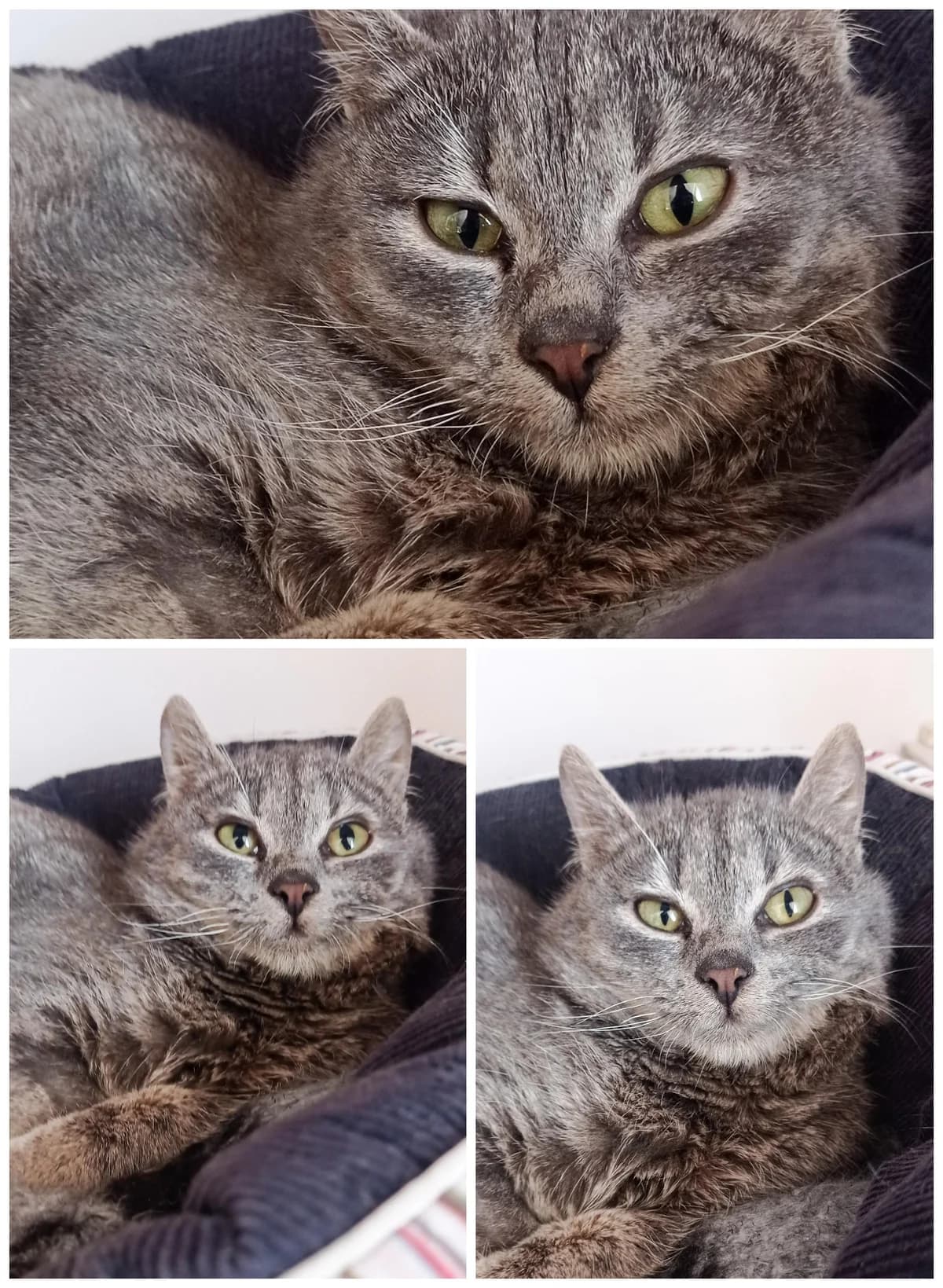 Grey, male 4yo Mixed Breed for adoption at Anytime for Animals e.V.