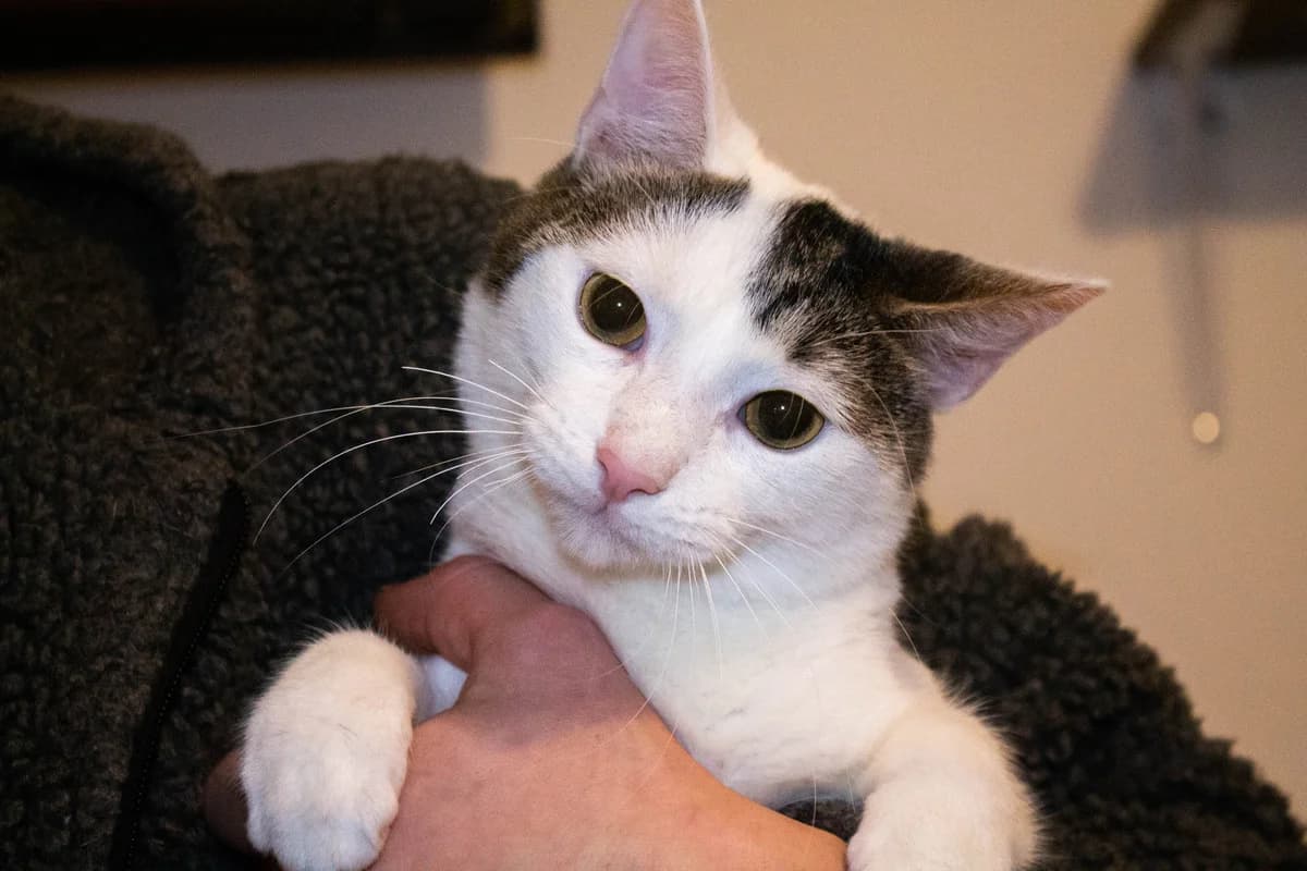 Elliot, male 6yo Mixed Breed for adoption at Anytime for Animals e.V.