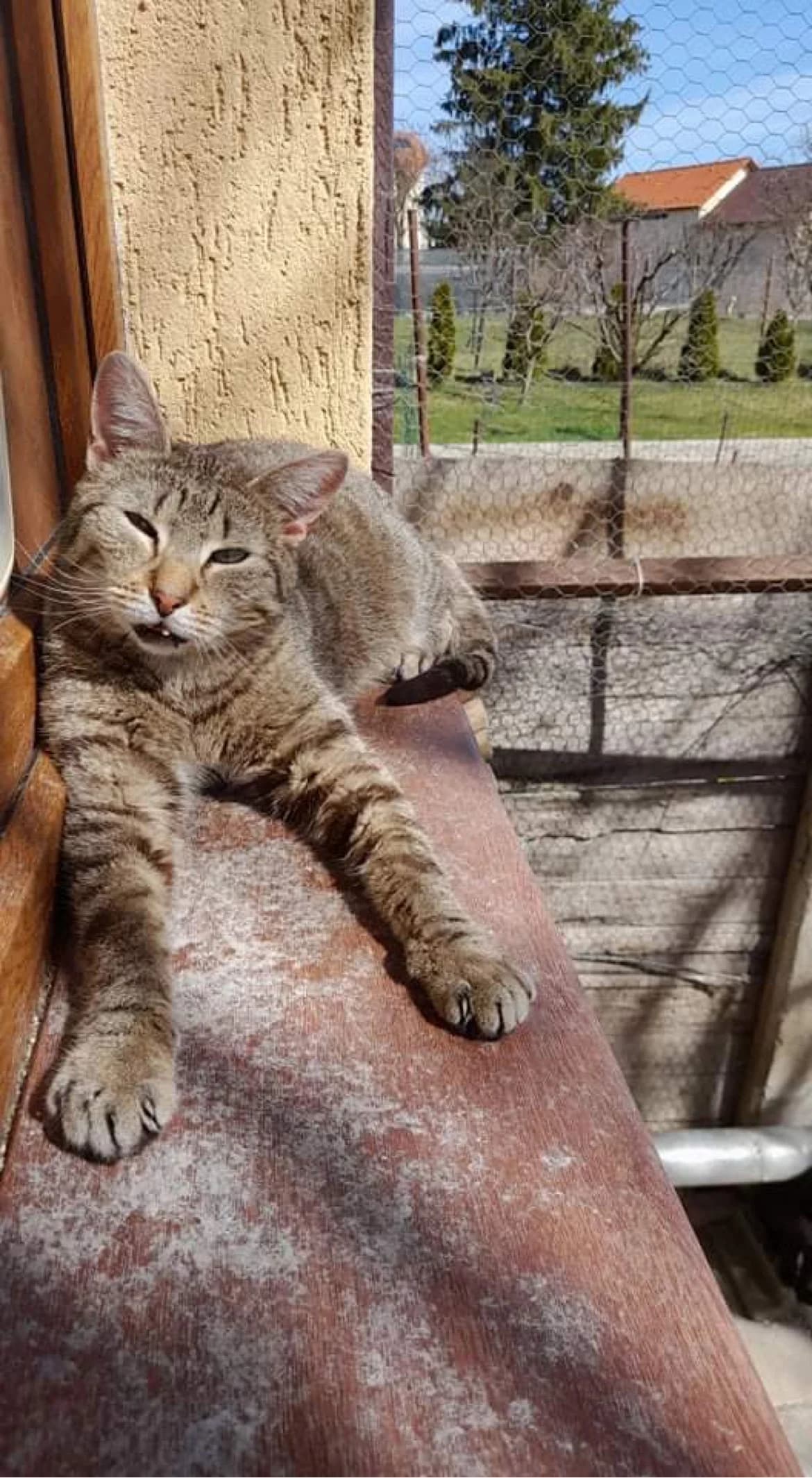 Cindy, female 5yo Mixed Breed for adoption at Anytime for Animals e.V., Großefehn