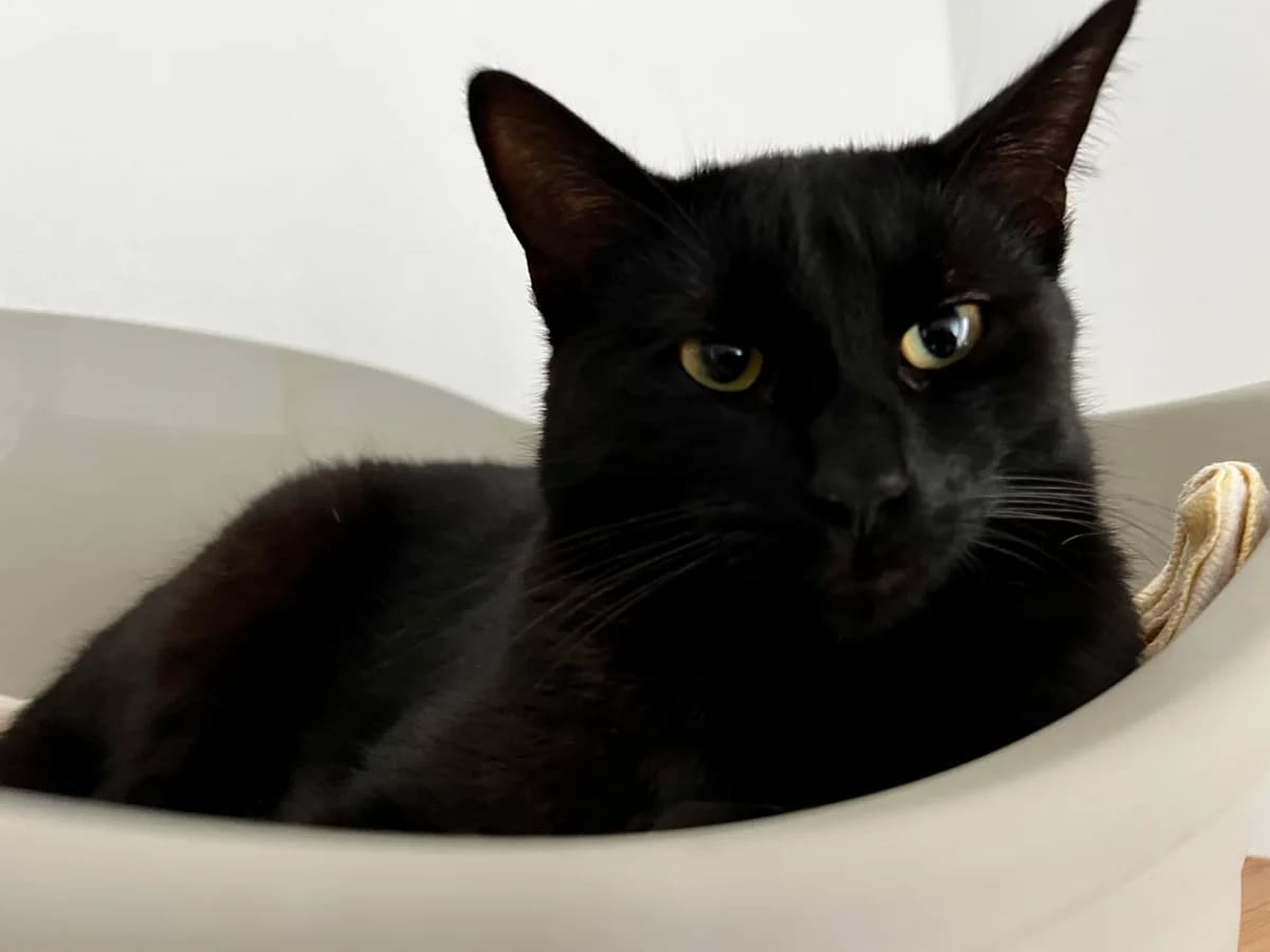 Bob, male 4yo Mixed Breed for adoption at Anytime for Animals e.V., Großefehn