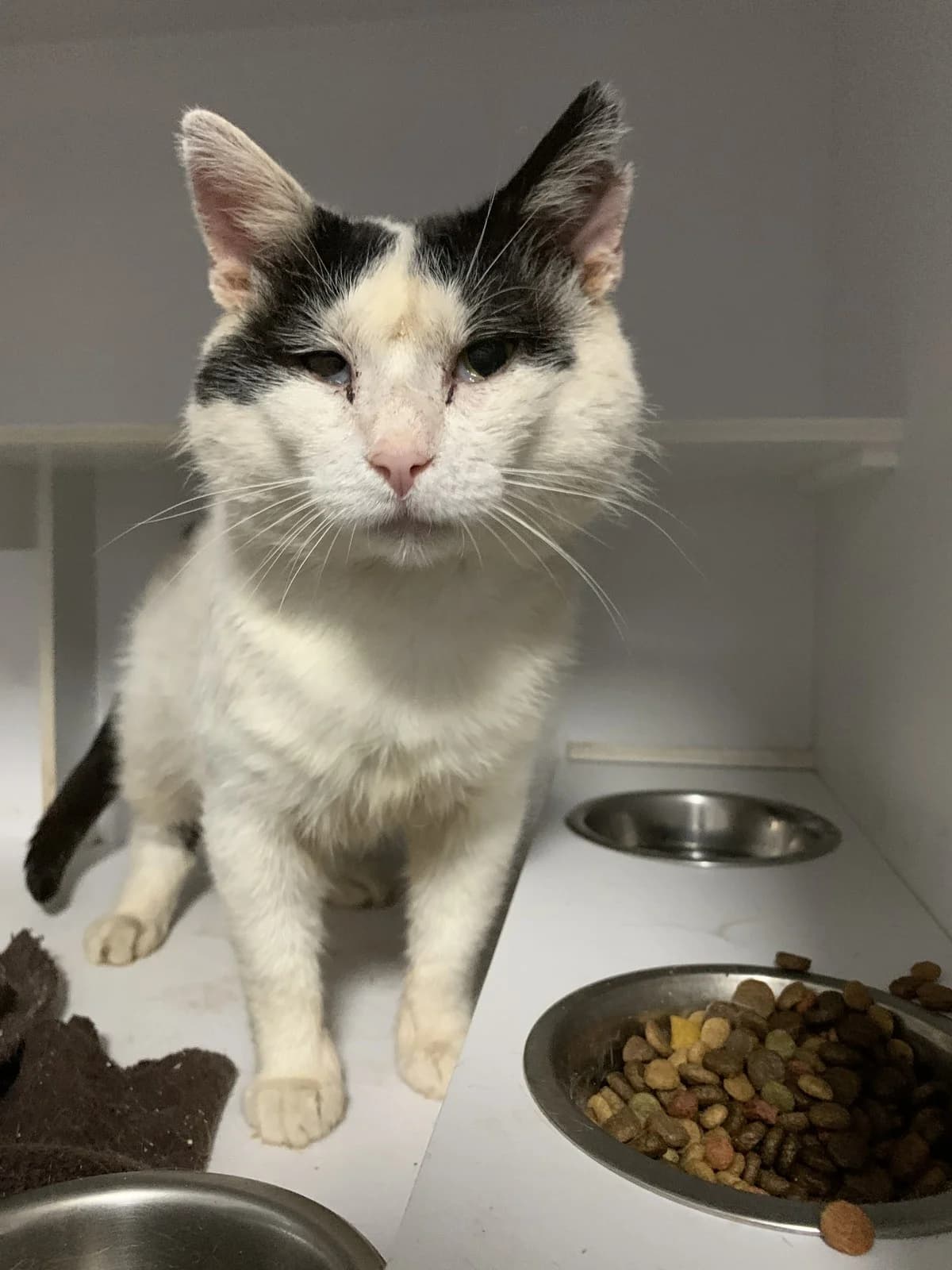 Don, senior Mixed Breed for adoption at Anytime for Animals e.V., Großefehn