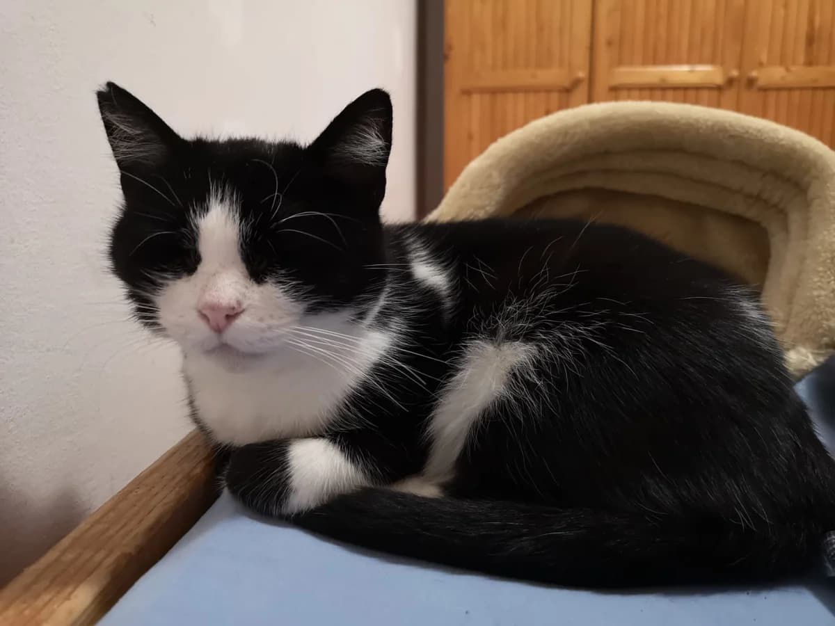 Fee, female senior Mixed Breed for adoption at Anytime for Animals e.V., Großefehn