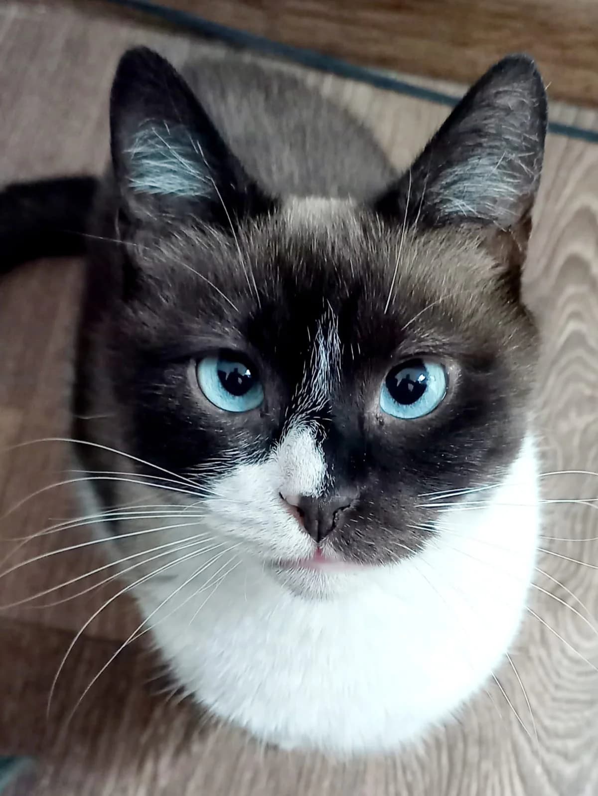 Ivy, female senior Mixed Breed for adoption at Anytime for Animals e.V., Großefehn