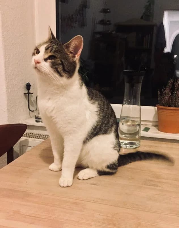 Weihnachtsmärchen zum 2ten Advent, male senior Mixed Breed for adoption at Anytime for Animals e.V.