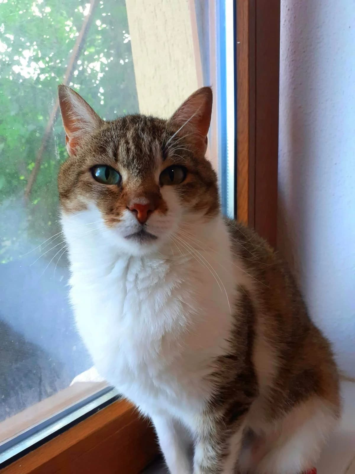 Weihnachtsmärchen zum 3ten Advent, Mixed Breed for adoption at Anytime for Animals e.V.