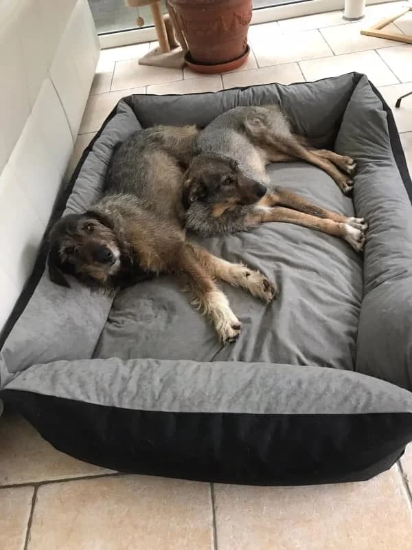 Weihnachtsmärchen zum 4ten Advent, puppy Mixed Breed for adoption at Anytime for Animals e.V.