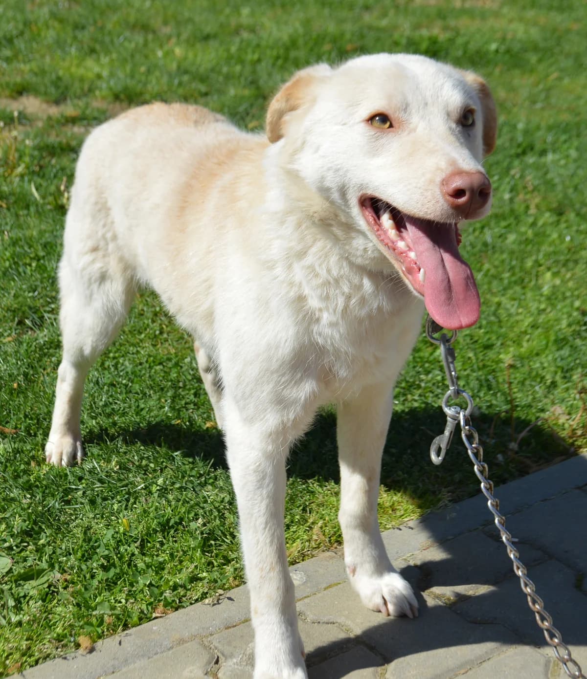Carlo, male 4yo Mixed Breed for adoption at Anytime for Animals e.V., Großefehn
