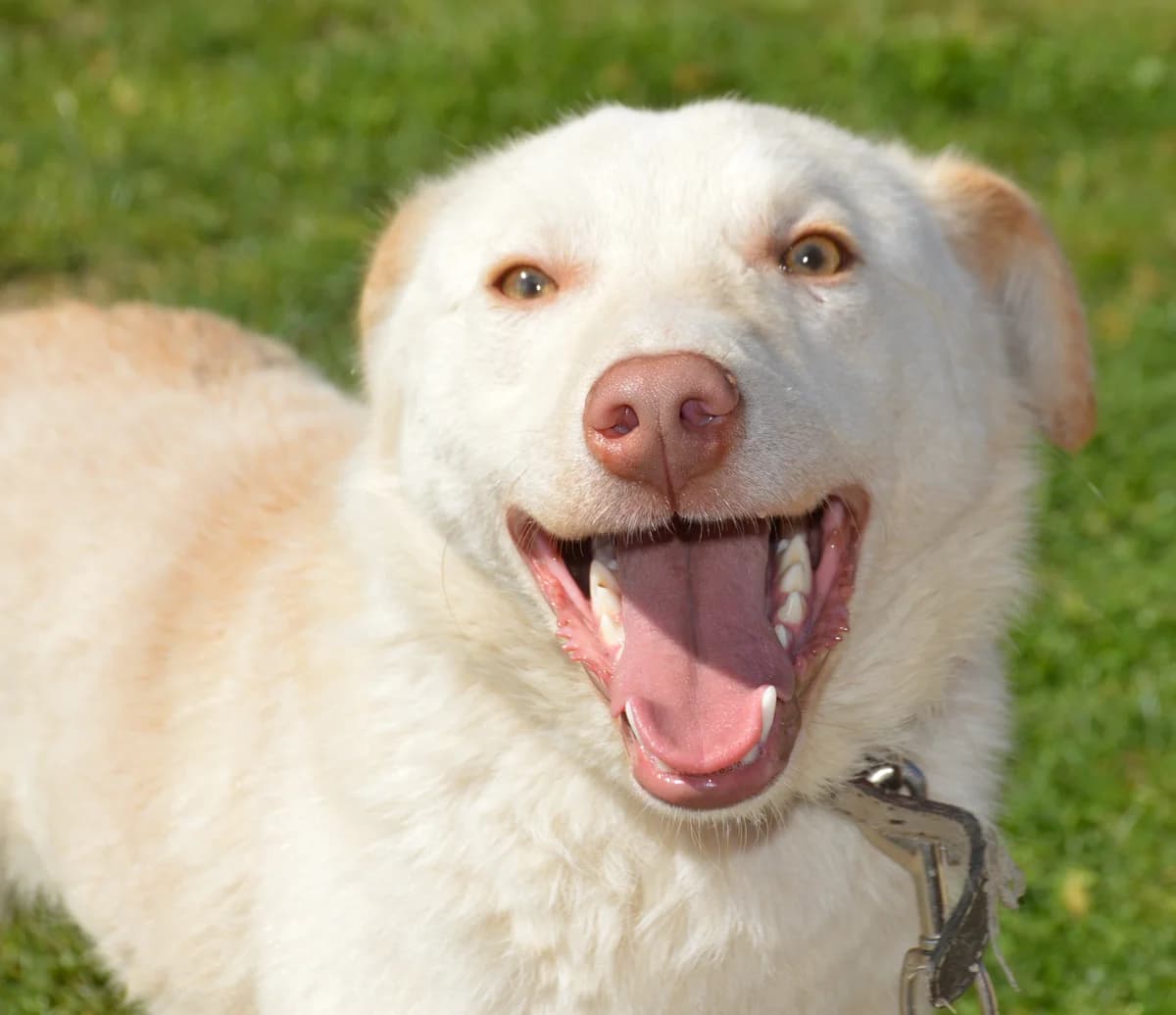 Merkblatt zur Hundehaltung, male senior Mixed Breed for adoption at Anytime for Animals e.V., Großefehn