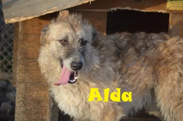Wenn man im Tierschutz versagt, female senior Mixed Breed for adoption at Anytime for Animals e.V., Großefehn