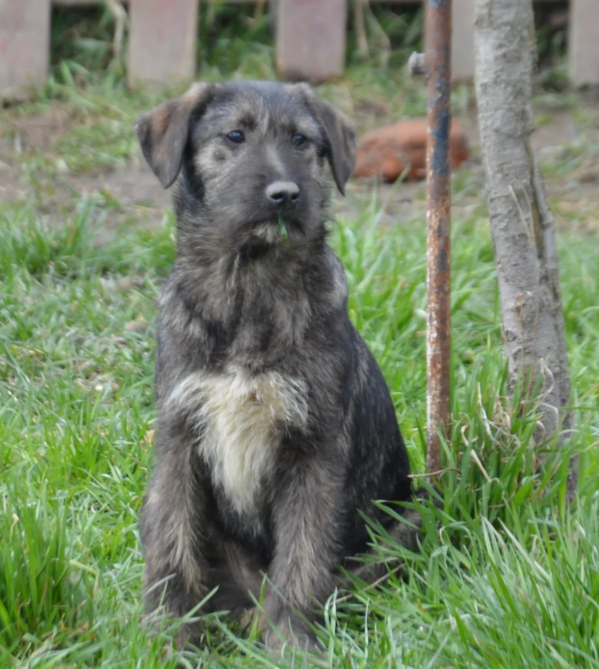 Maja, female 4yo Mixed Breed for adoption at Anytime for Animals e.V., Großefehn