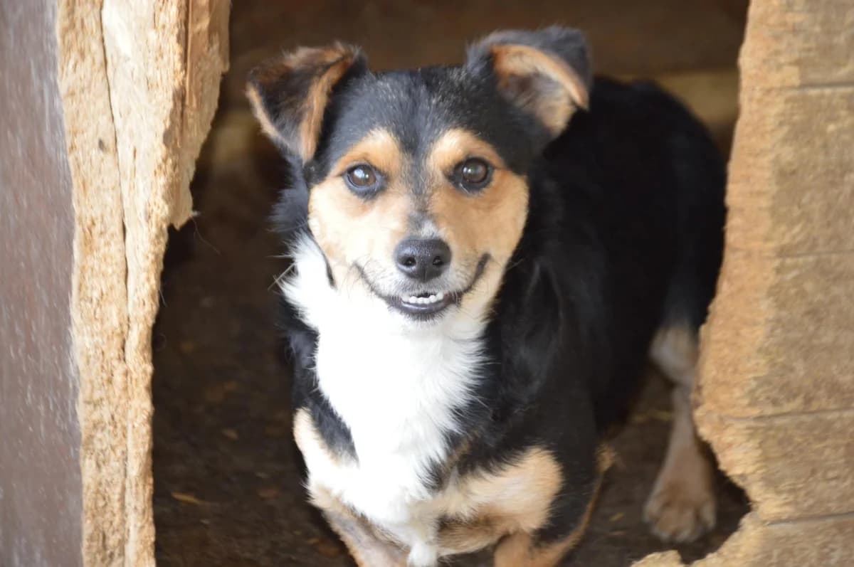 Sammy, male 4yo Mixed Breed for adoption at Anytime for Animals e.V.