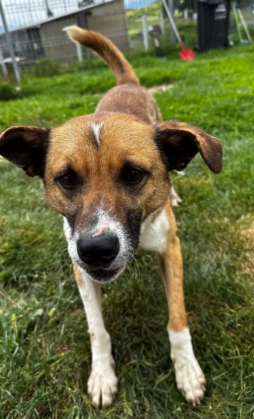Charlie, male 4yo Mixed Breed for adoption at Anytime for Animals e.V., Großefehn