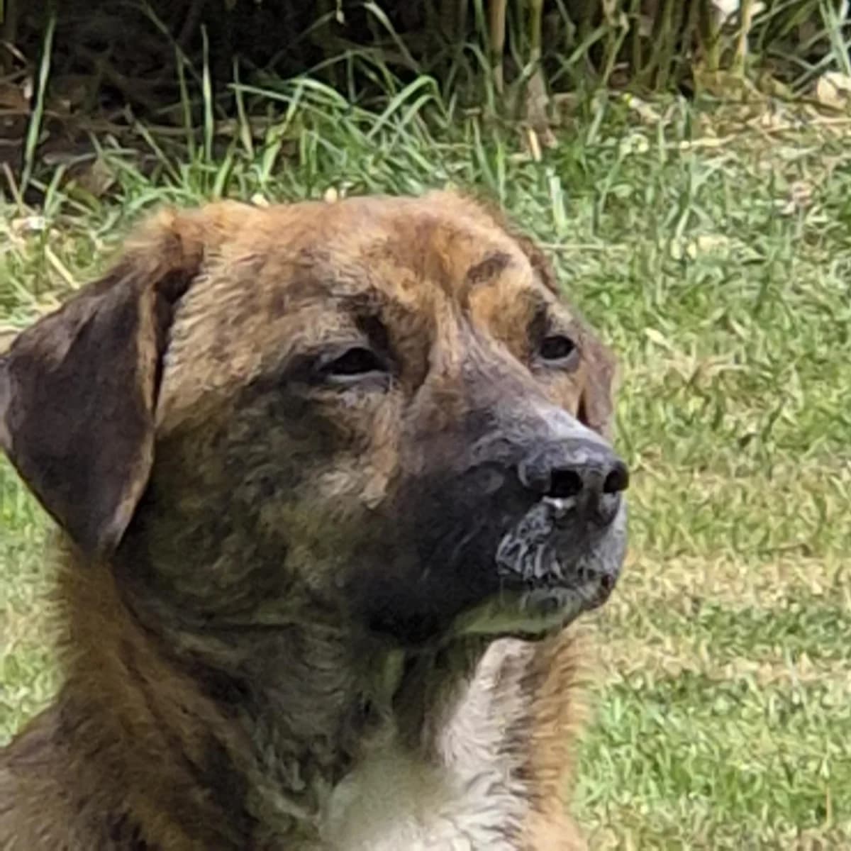 Freddy, female Mixed Breed for adoption at Anytime for Animals e.V.