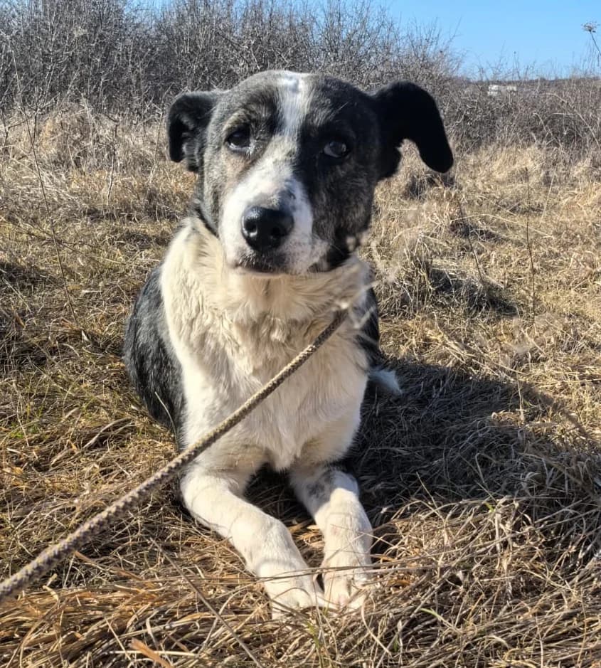 Molly, female senior Mixed Breed for adoption at Anytime for Animals e.V., Großefehn
