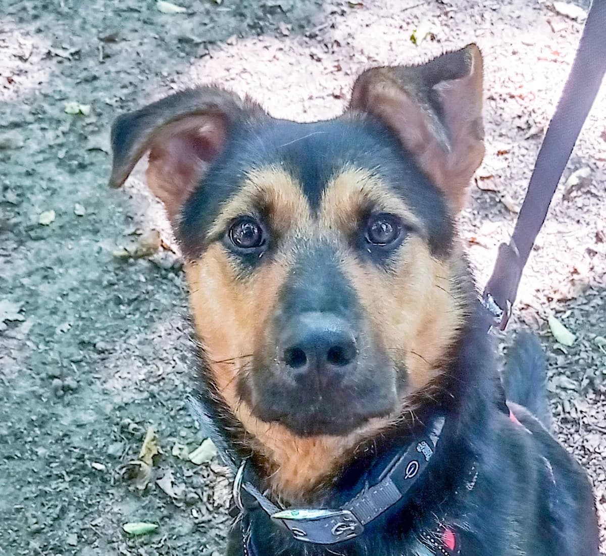 Miss Marple, female 3yo Mixed Breed for adoption at Anytime for Animals e.V.