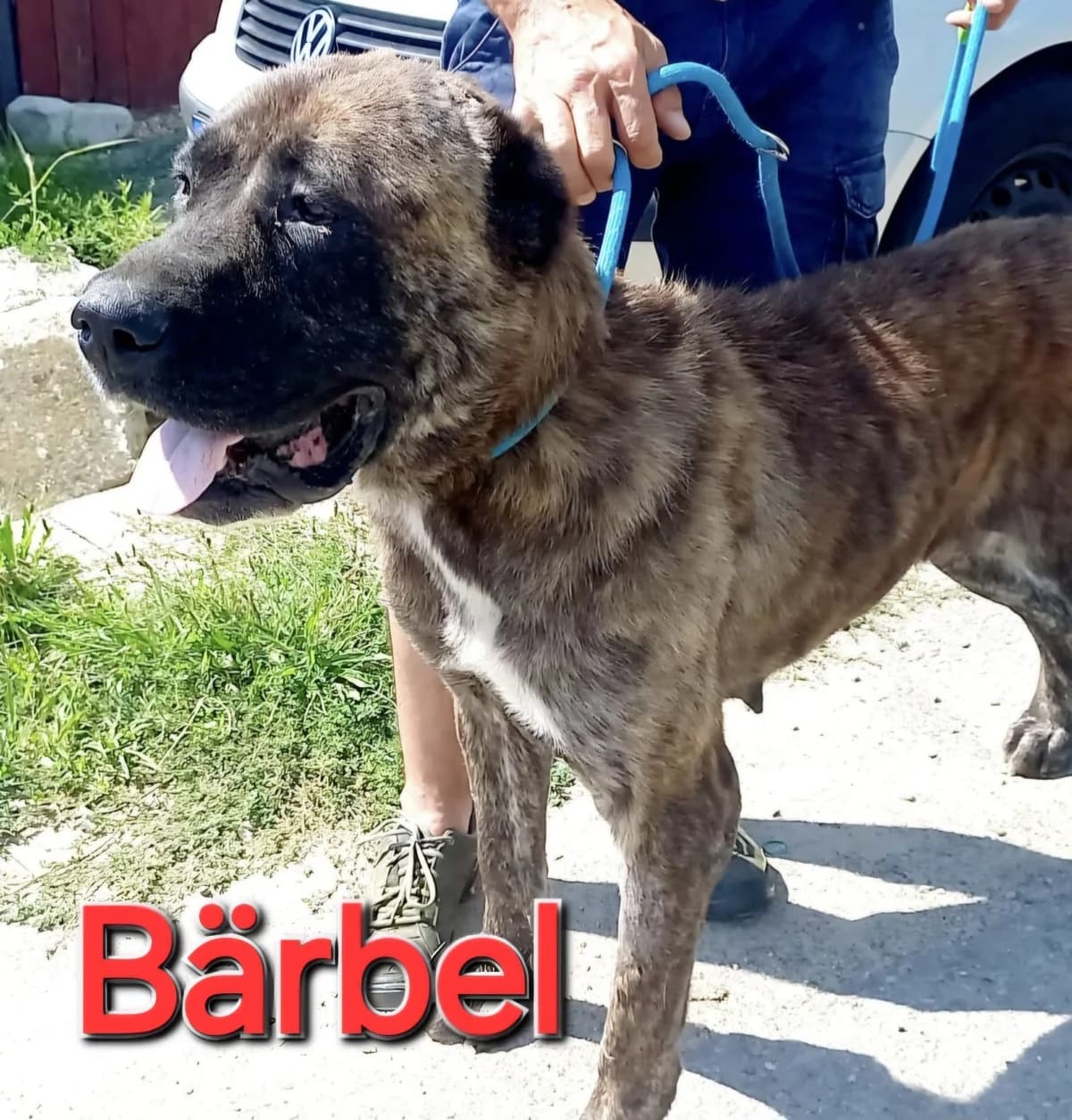 Bärbel, weiss Mixed Breed for adoption at Anytime for Animals e.V., Großefehn