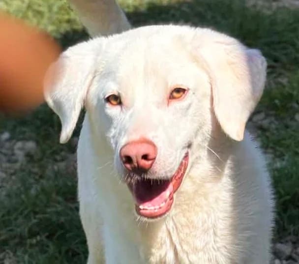Philo, young Mixed Breed for adoption at Anytime for Animals e.V., Großefehn