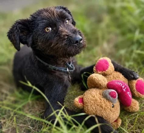 Kito, male young Mixed Breed for adoption at Anytime for Animals e.V., Großefehn