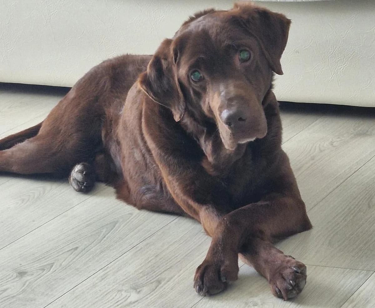 Brownie, 5yo Mixed Breed for adoption at Anytime for Animals e.V., Großefehn