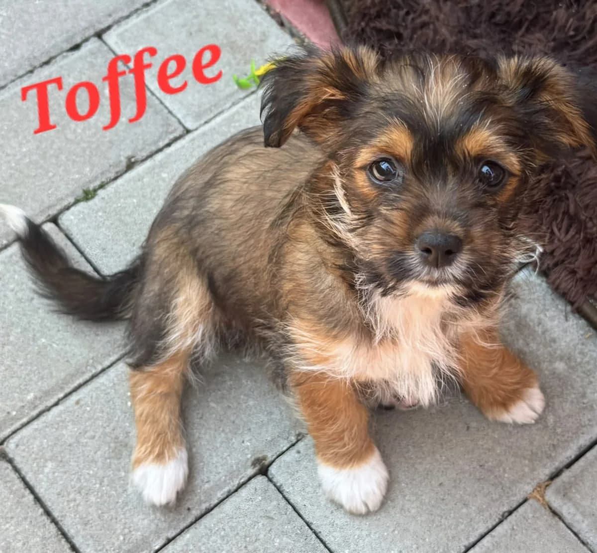 Toffee, Ida, Slash und Ravioli, puppy Mixed Breed for adoption at Anytime for Animals e.V., Großefehn
