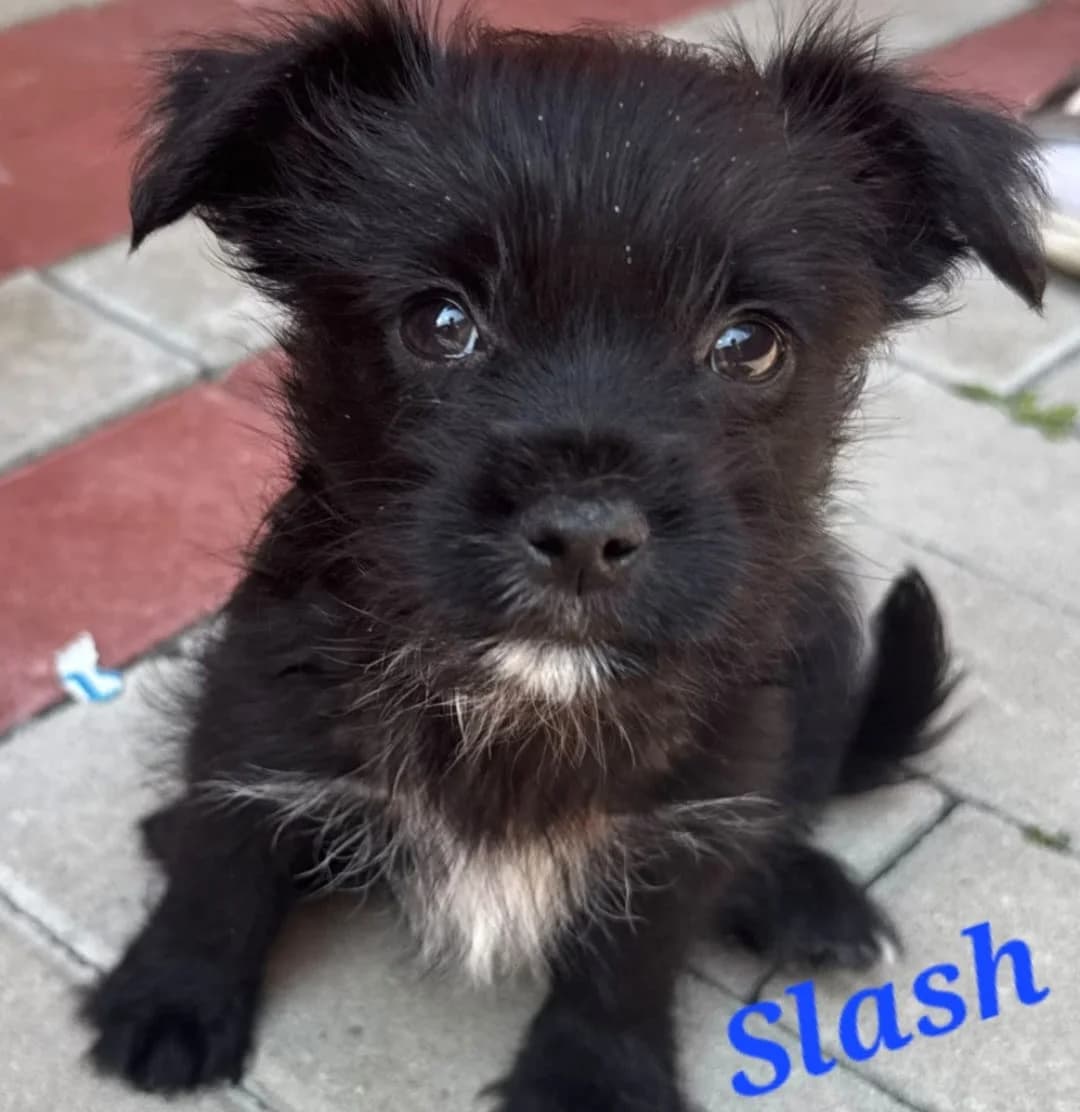 Toffee, Ida, Slash und Ravioli, male puppy Mixed Breed for adoption at Anytime for Animals e.V., Großefehn