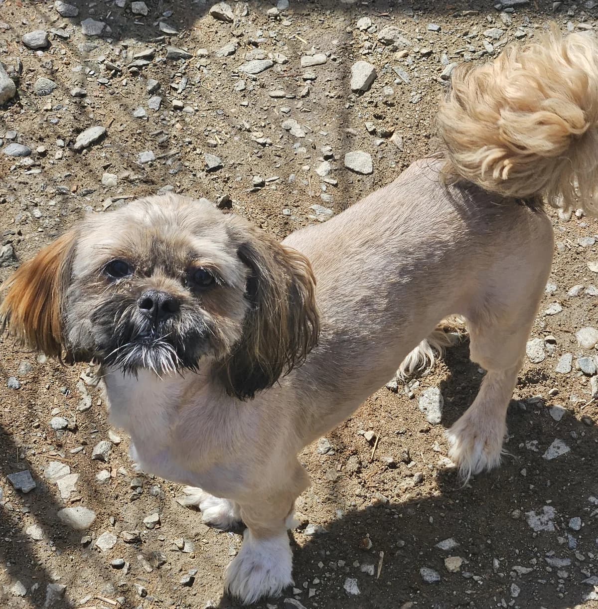 Timmy, male young Mixed Breed for adoption at Anytime for Animals e.V., Großefehn
