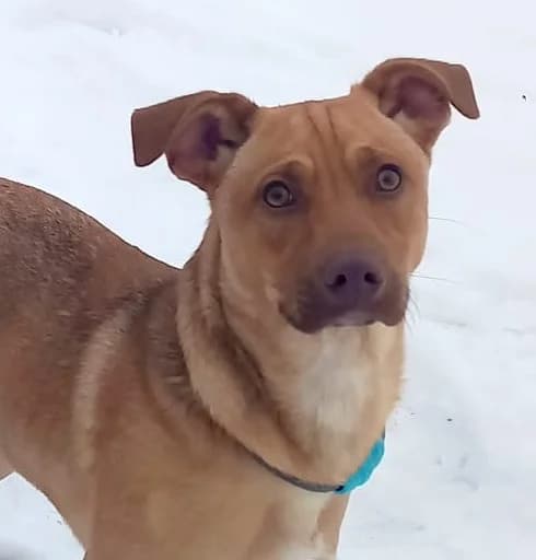 Merry, male young Mixed Breed for adoption at Anytime for Animals e.V., Großefehn