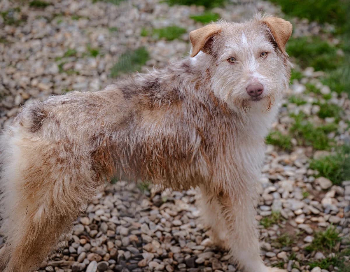 Sara, creme female young Mixed Breed for adoption at Anytime for Animals e.V., Großefehn