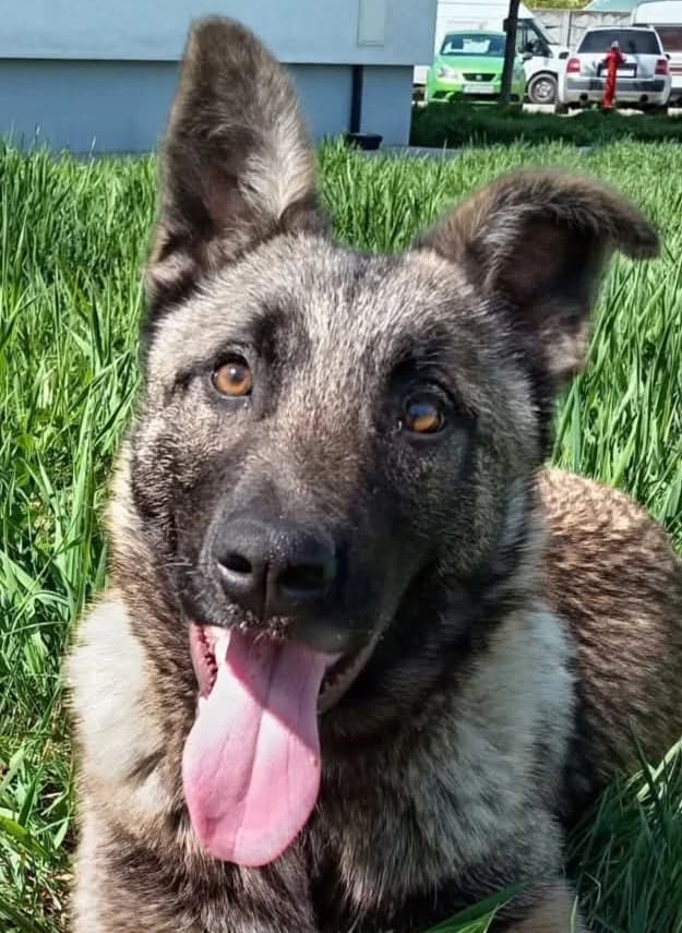 Leia, grau female young Mixed Breed for adoption at Anytime for Animals e.V., Großefehn