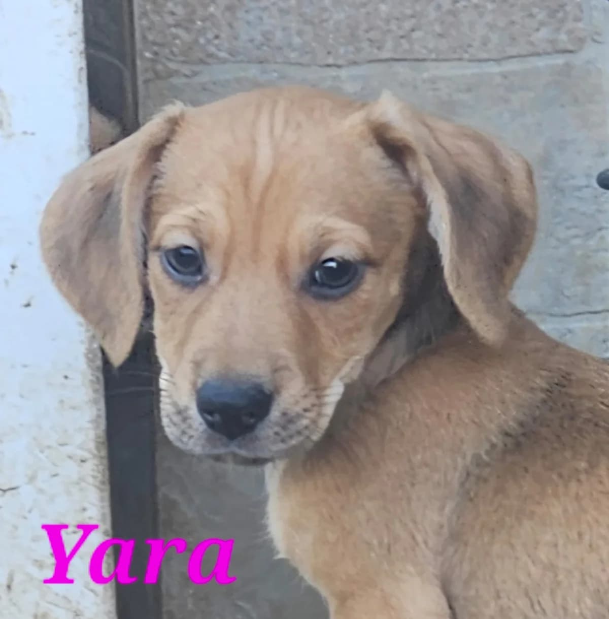 🐾 Welpenbande, male puppy Mixed Breed for adoption at Anytime for Animals e.V., Großefehn