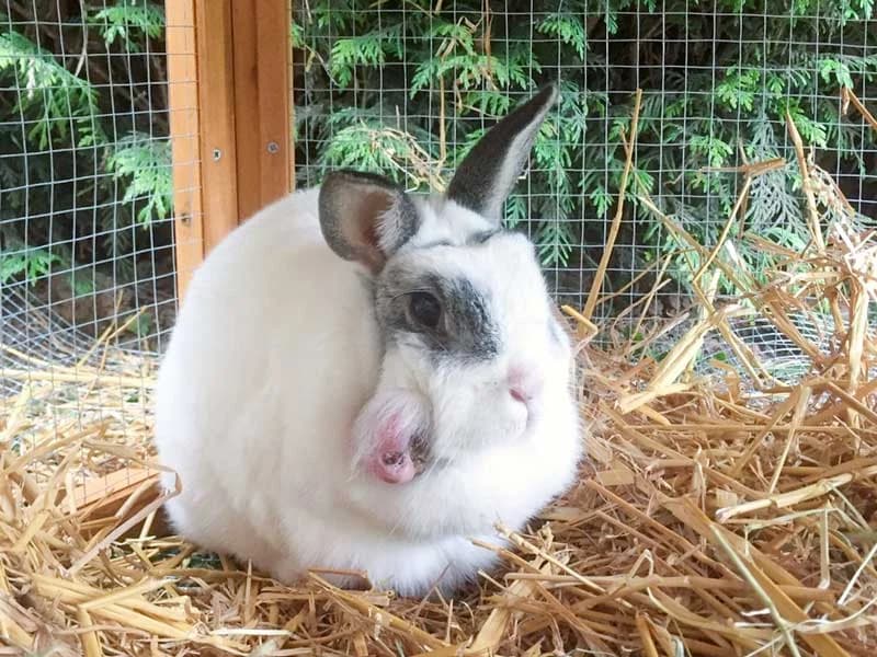 Die Rettung von Kaninchen Heiko, Toni und Knubbel, Mixed Breed for adoption at Arche KaNaum - Stiftung für Tierschutz
