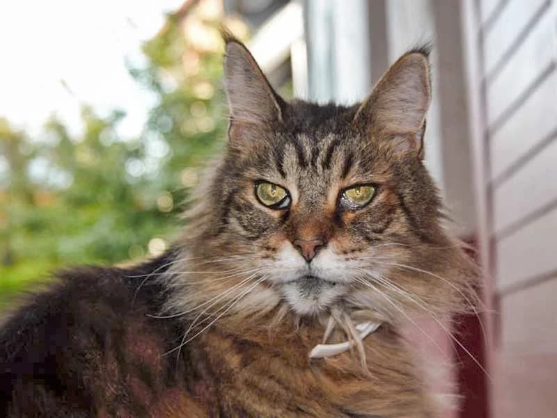 Notfall: Katzenpärchen Merlin und Hayly sucht dringend ein neues Zuhause, male Mixed Breed for adoption at Arche KaNaum - Stiftung für Tierschutz, Bad Arolsen
