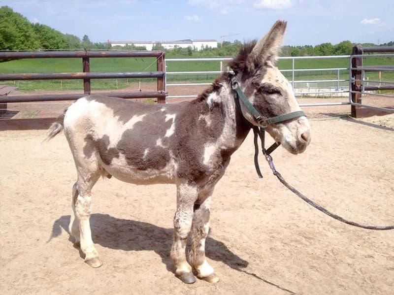 Notfallaufnahme von 2 Eseln und 1 Muli, Mixed Breed for adoption at Arche KaNaum - Stiftung für Tierschutz